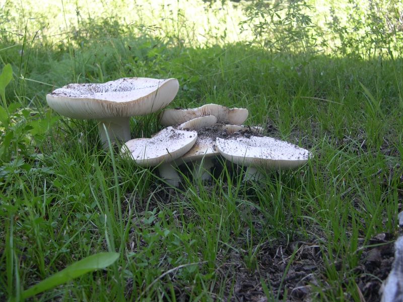 DSCN3196