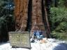 thm_Stagg_tree_4-2000.jpg